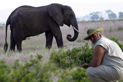 elephant